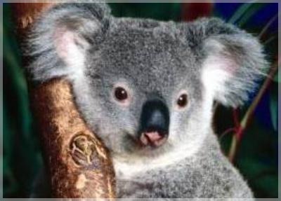 Sd lille koala