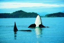 To hvaler der nyder livet ved Vancouver