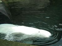 En sd Beluga hval